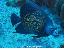 French Angelfish pictured of the coast of Saint Maarten. ... by Trevor Laingchild 